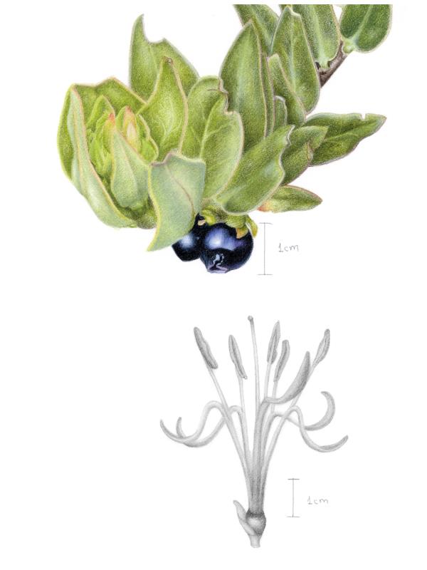 "Little matches" - Tristerix longibracteatus (Desr.) Barlow & Wiens